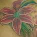 Tattoos - stargazer lilies - 55158